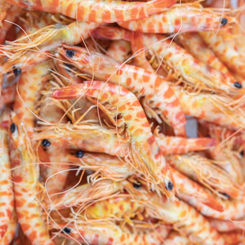 Langostino Tigre - Imagen 4